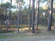 Resize of DSCF2590.JPG